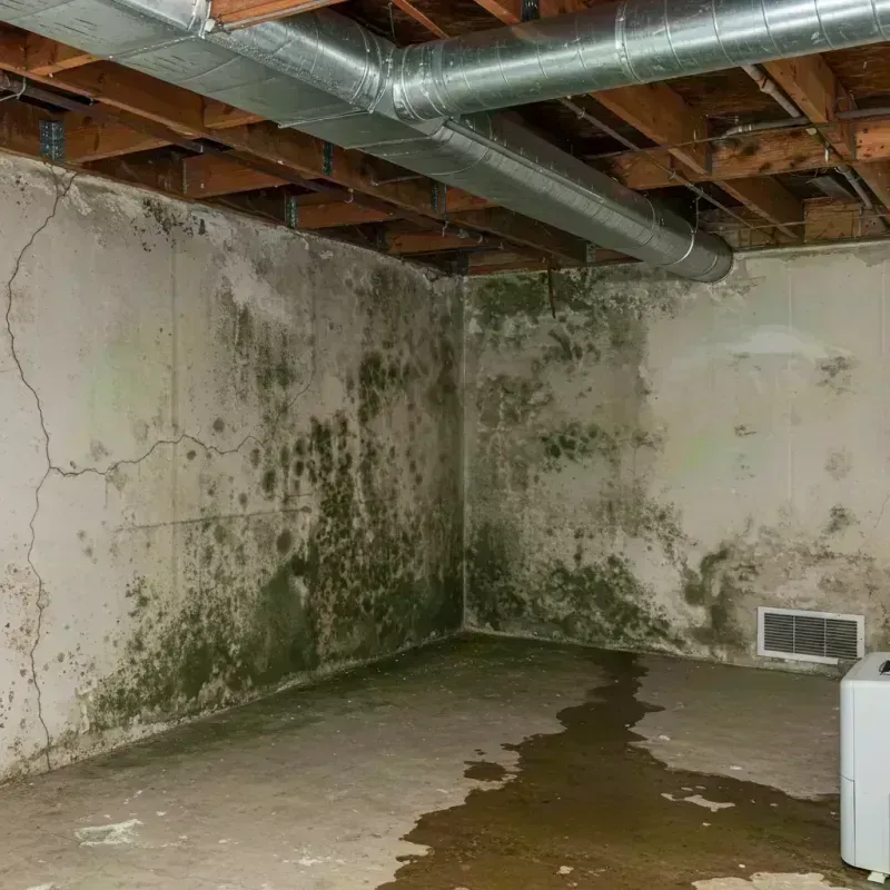 Professional Mold Removal in Kerhonkson, NY